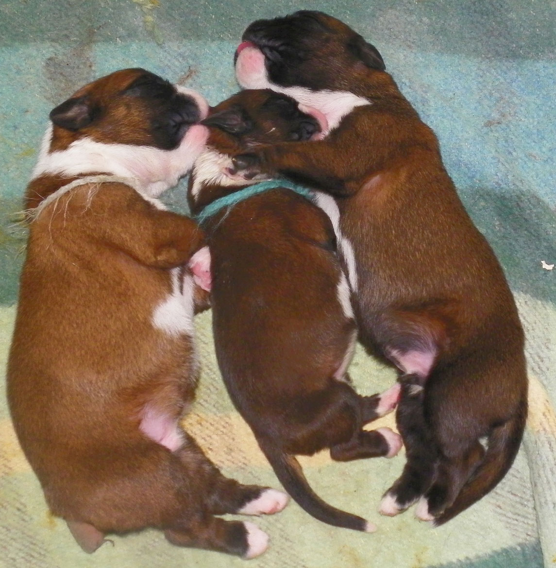 Chiots boxers - Le gros calin 