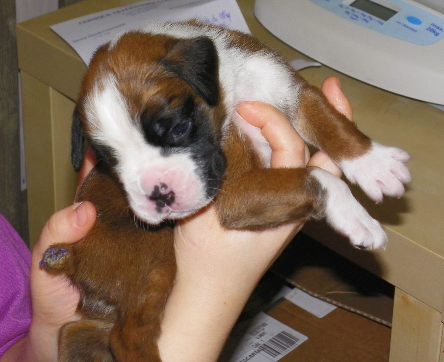 Chiot Boxer Male 